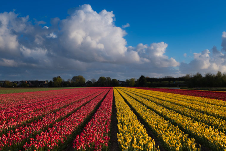 A Great Free Alternative to Keukenhof Gardens | Amsterdam for Visitors